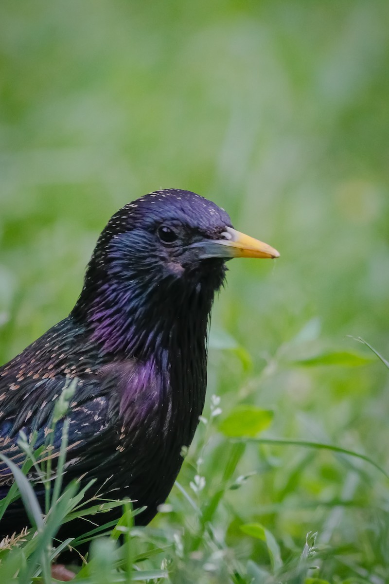 European Starling - ML641291082