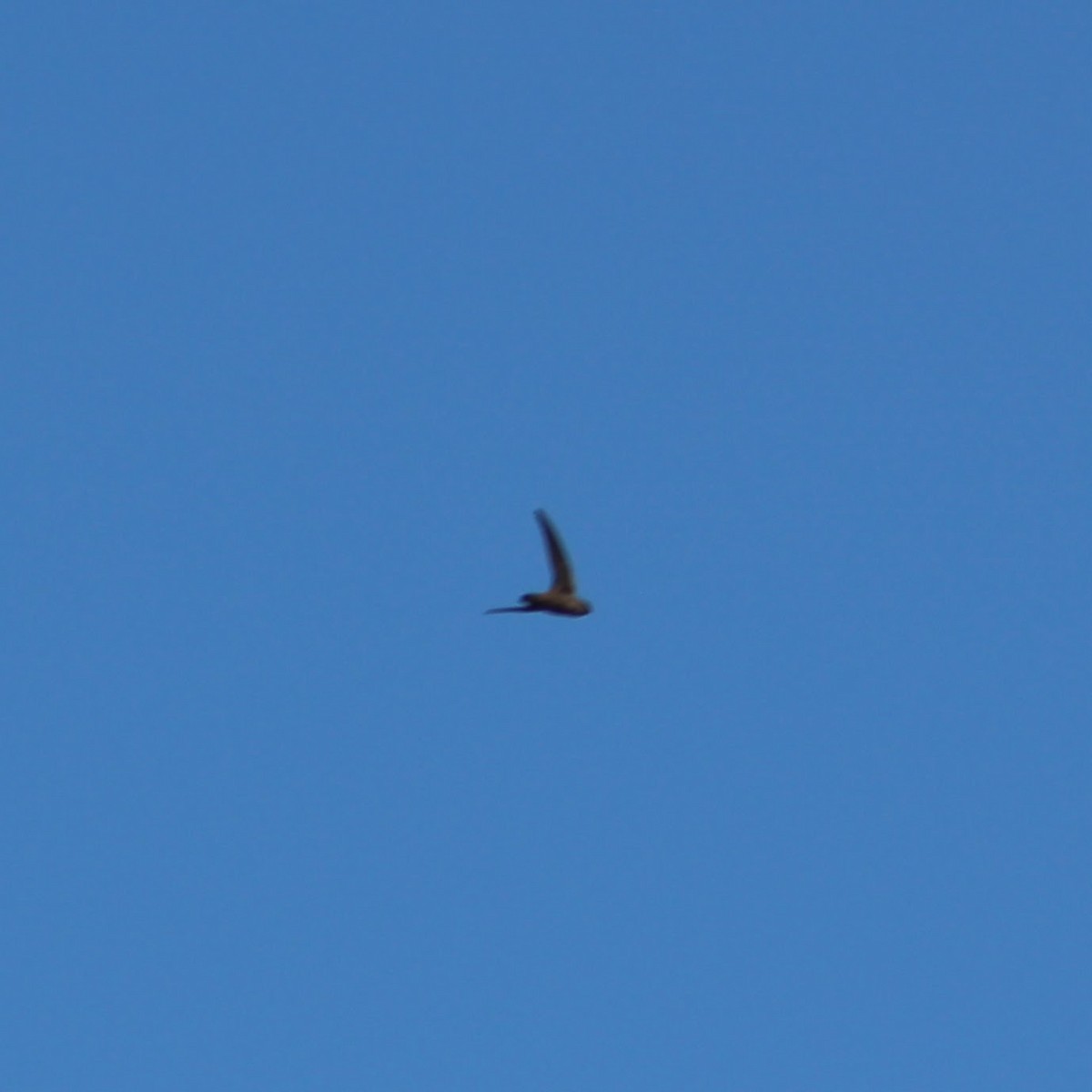 Chimney Swift - ML641291087