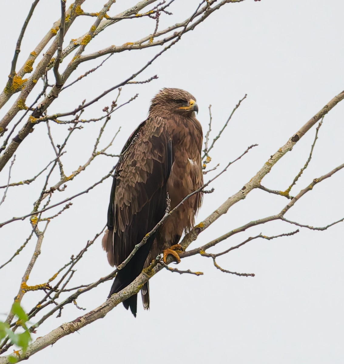 Schreiadler - ML641291133