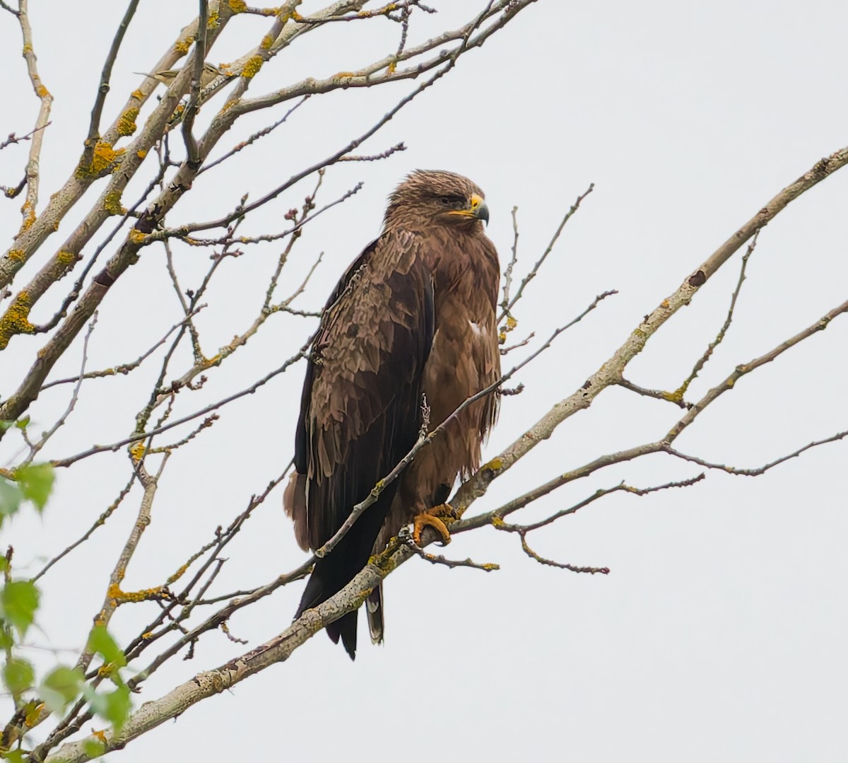 Schreiadler - ML641291134