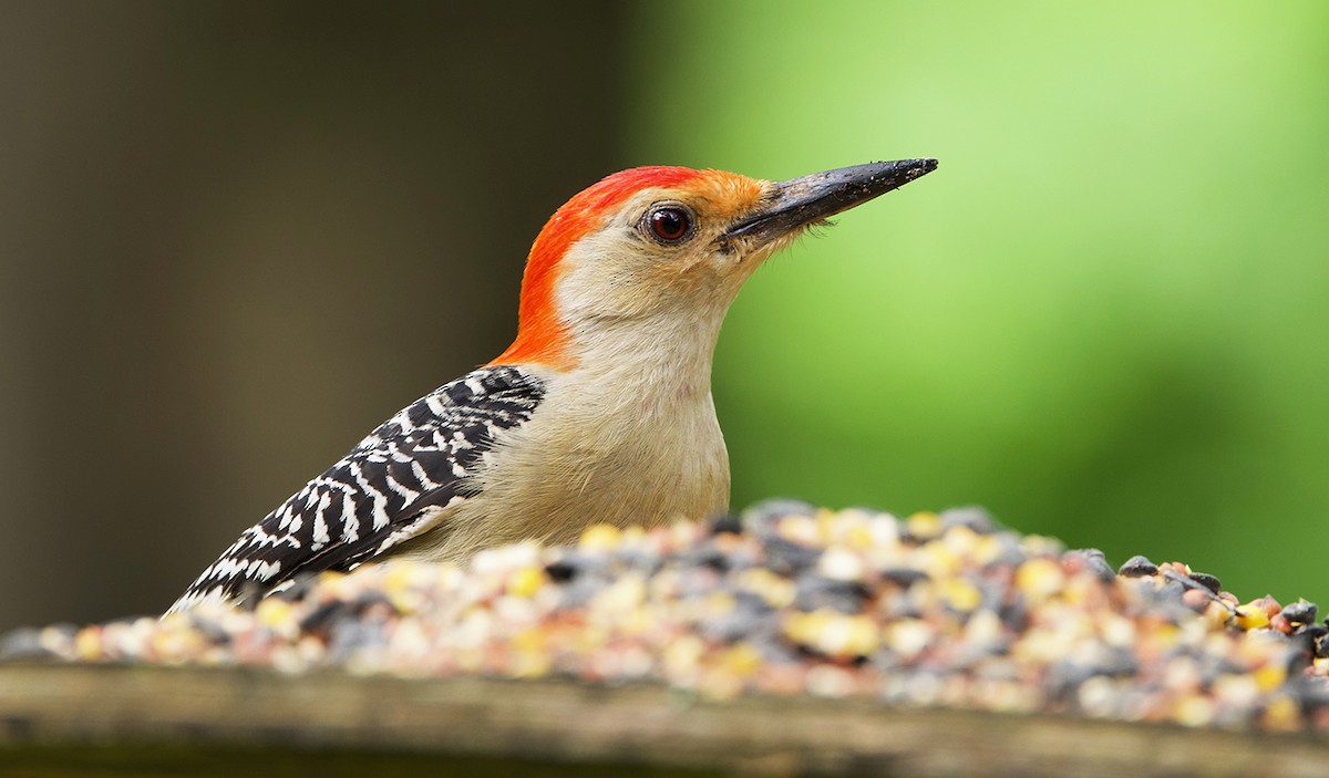 Red-bellied Woodpecker - ML641291137