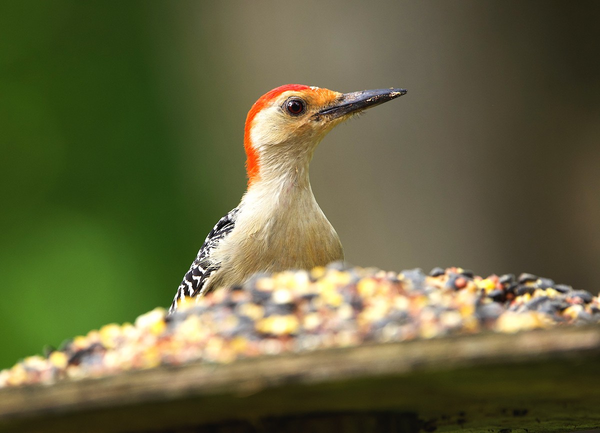 Red-bellied Woodpecker - ML641291138