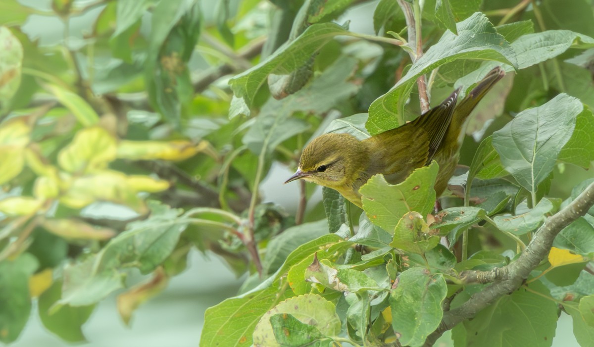 Tennessee Warbler - ML641291141