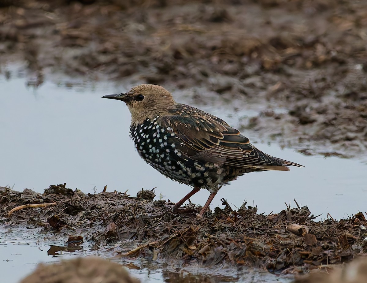 European Starling - ML641291166