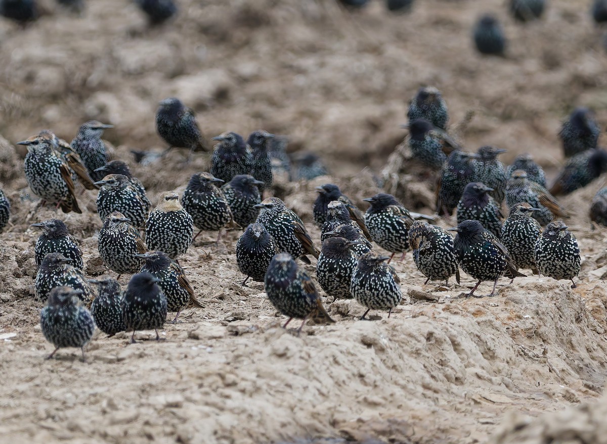 European Starling - ML641291169