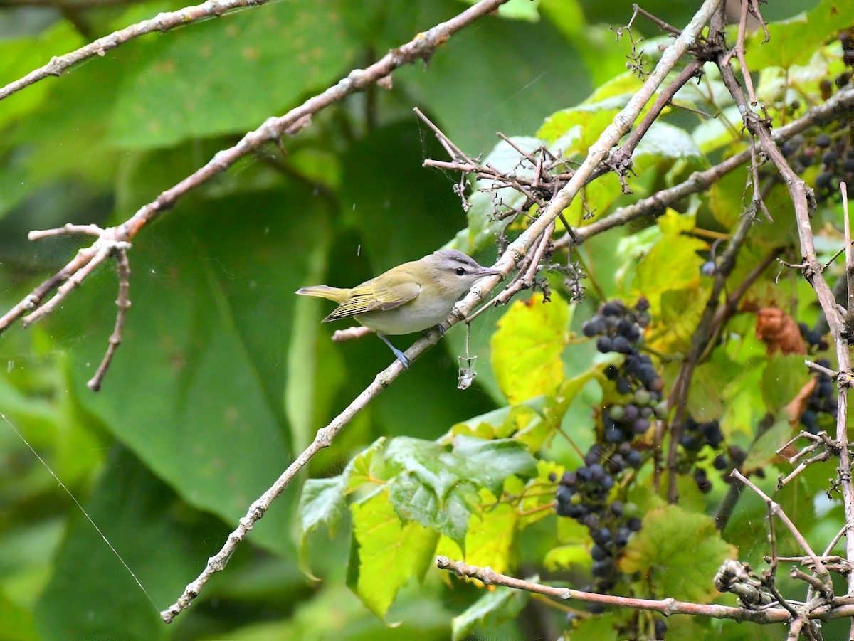Vireo Ojirrojo - ML641291207