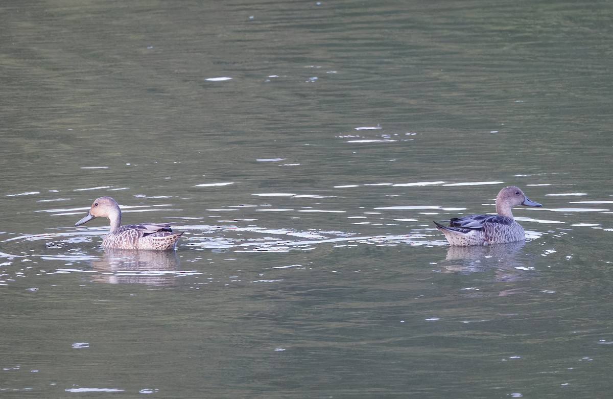 stjertand - ML641291242