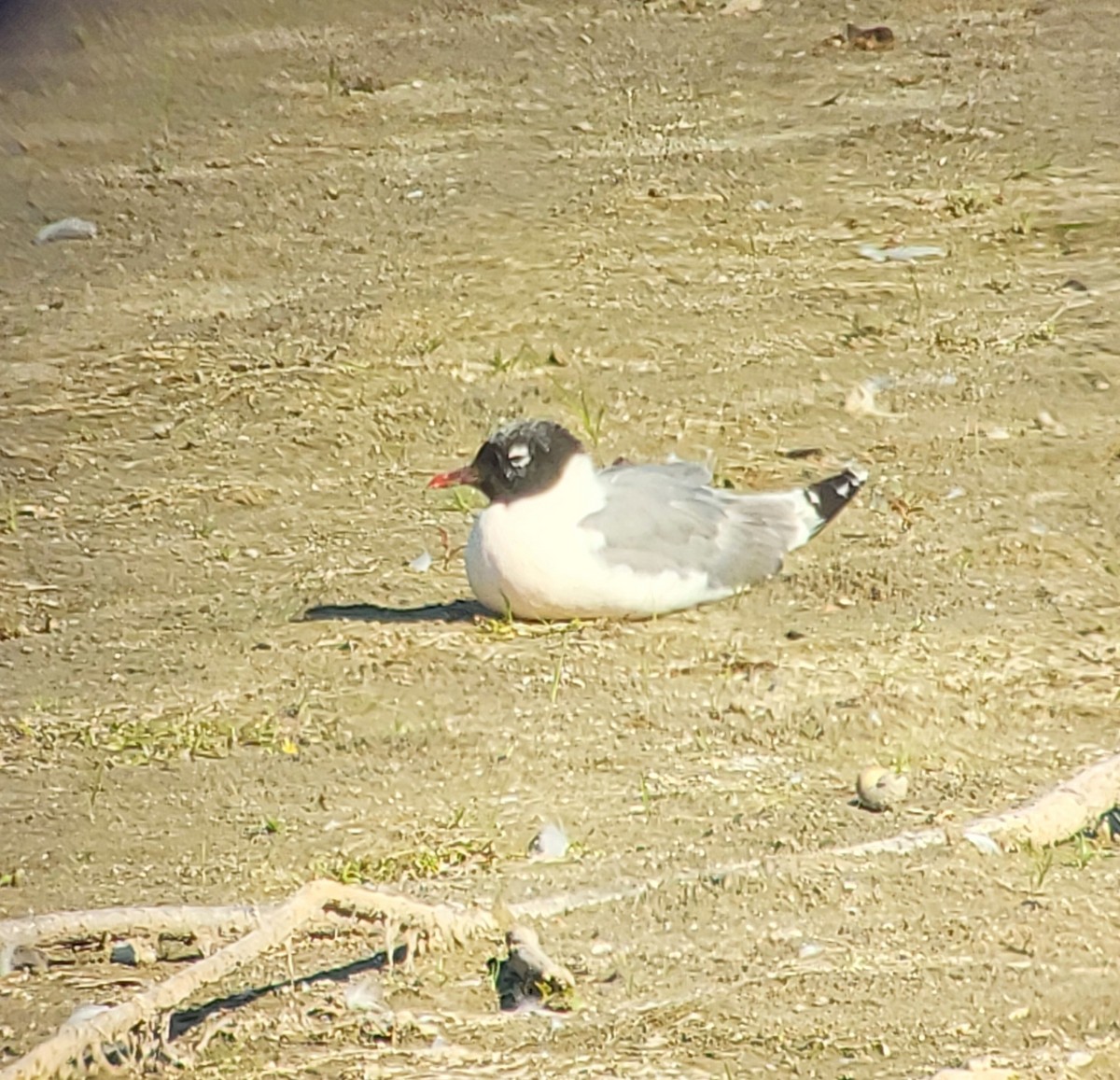 Franklin's Gull - ML641291254