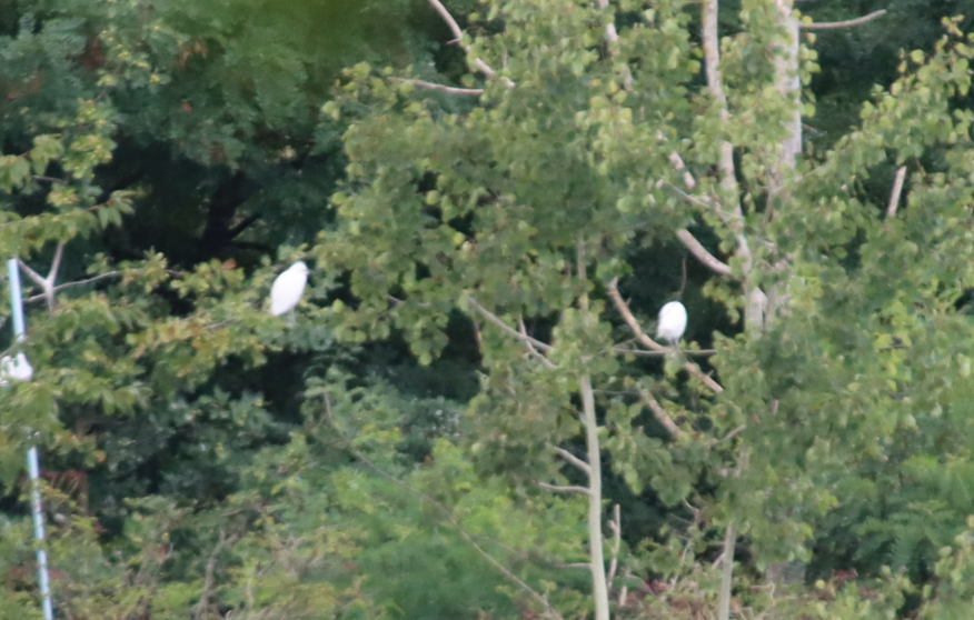 Western Cattle-Egret - ML641291259