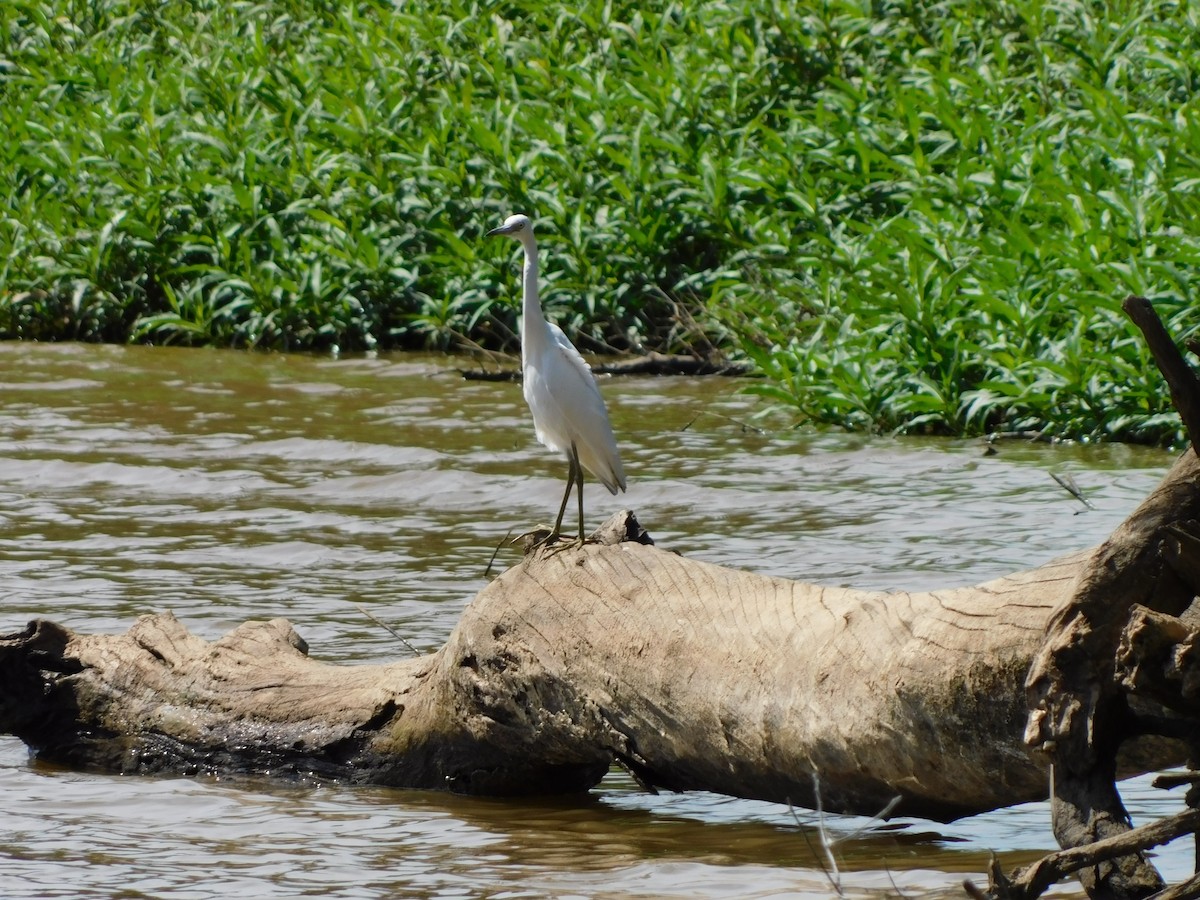 Little Blue Heron - ML641291293