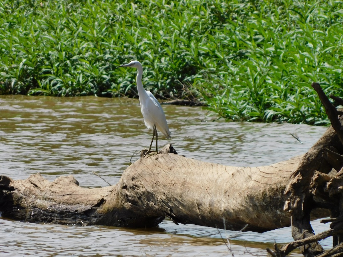 Little Blue Heron - ML641291294
