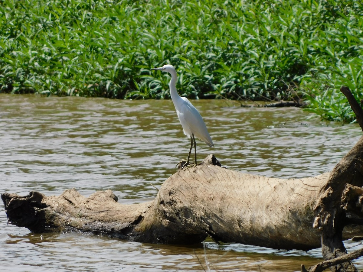 Little Blue Heron - ML641291295