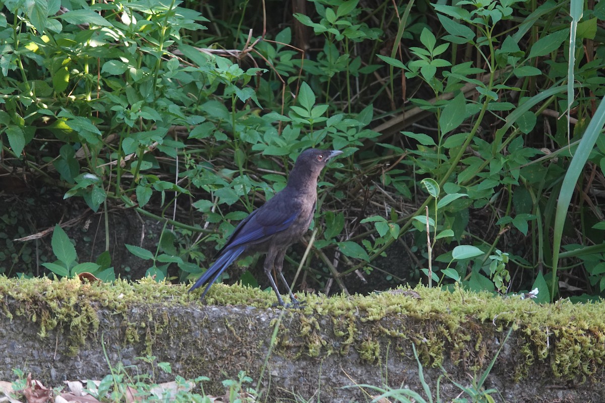Taiwanpfeifdrossel - ML641291328