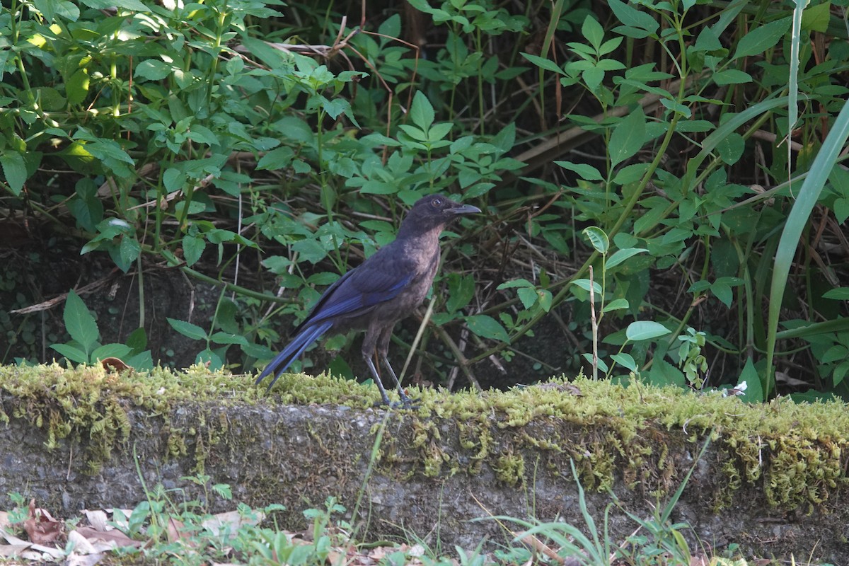 Taiwanpfeifdrossel - ML641291329