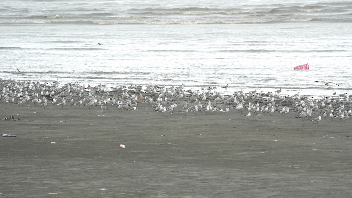 Marbled Godwit - ML641291352