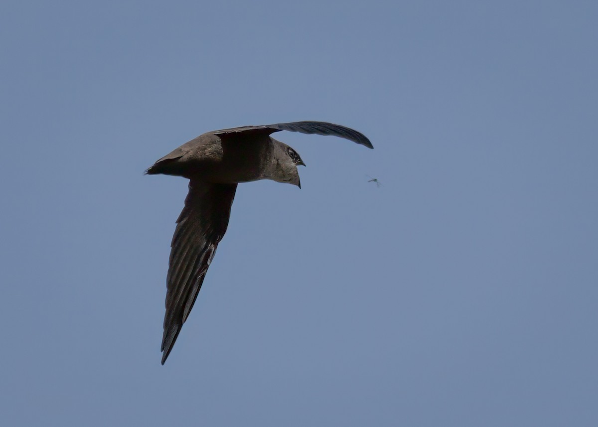 Chimney Swift - ML641291353