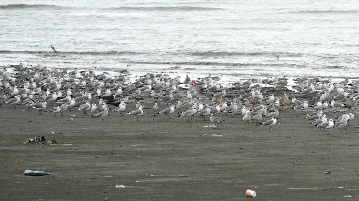 Black Skimmer - ML641291356