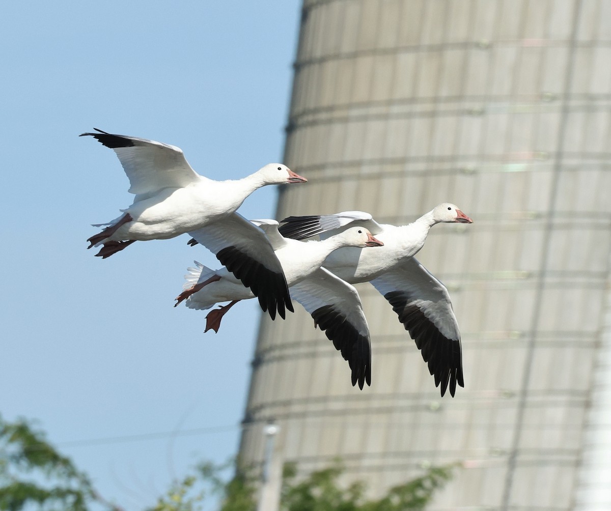Snow Goose - ML641291365