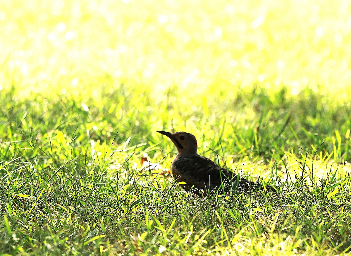 Northern Flicker - ML641291388