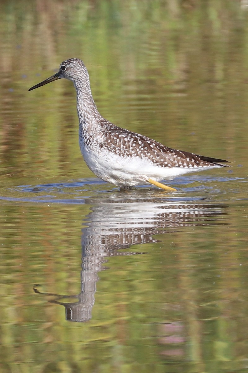 Greater Yellowlegs - ML641291450