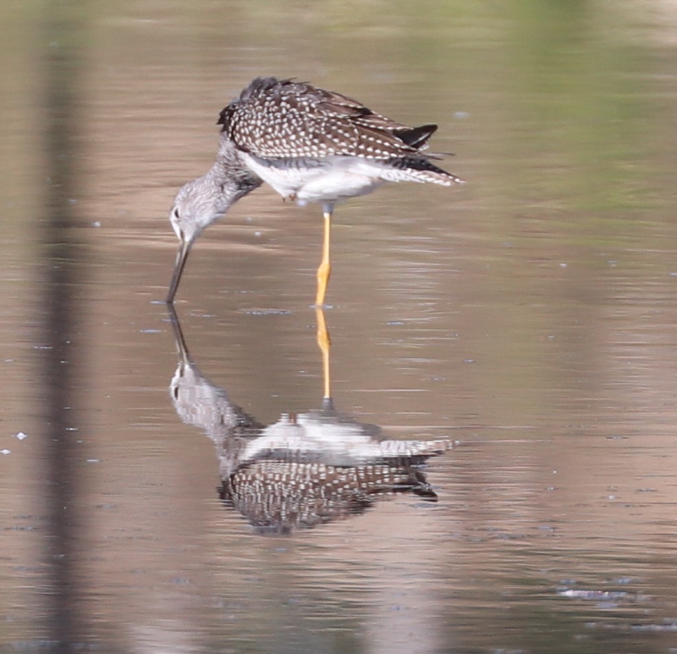 Greater Yellowlegs - ML641291455