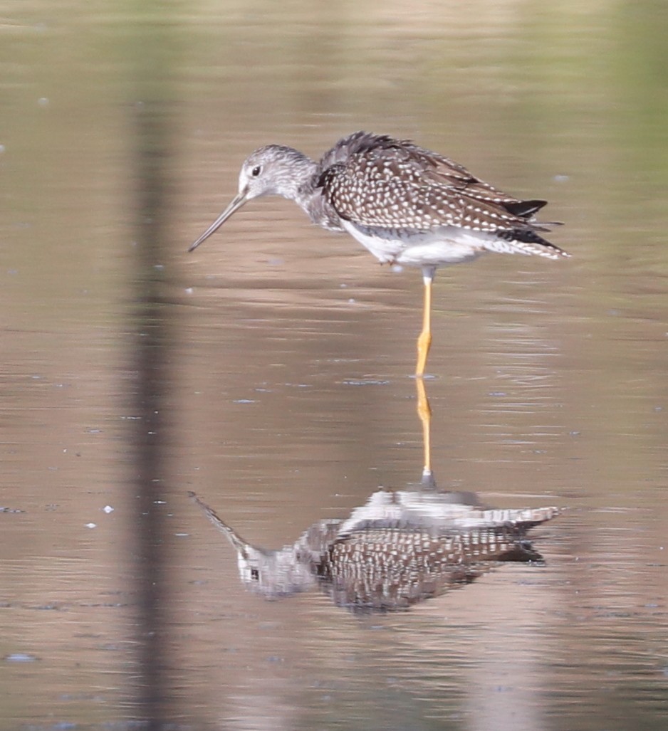 Greater Yellowlegs - ML641291456