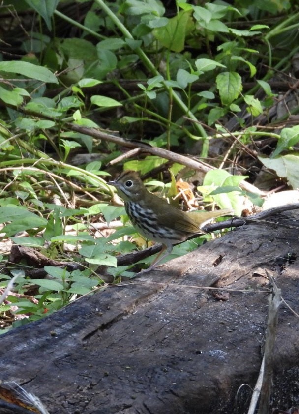 Paruline couronnée - ML641291468
