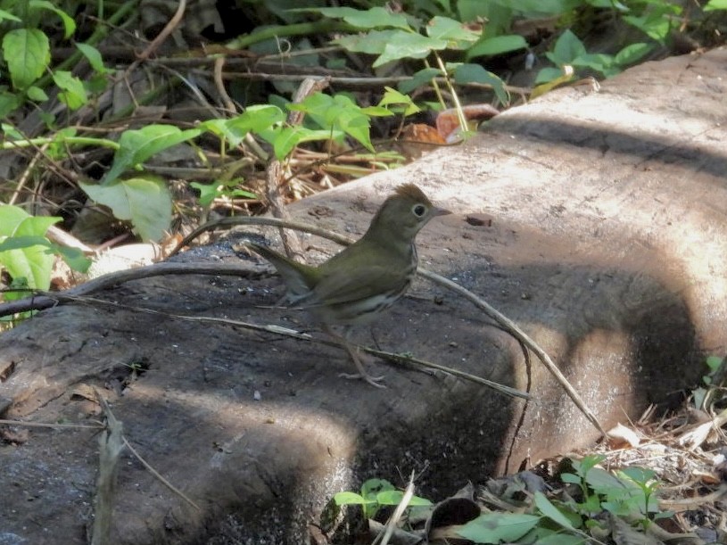 Paruline couronnée - ML641291469