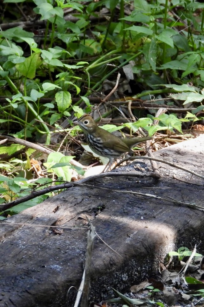 Paruline couronnée - ML641291471