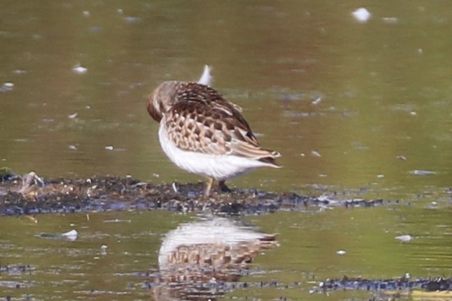 Least Sandpiper - ML641291474