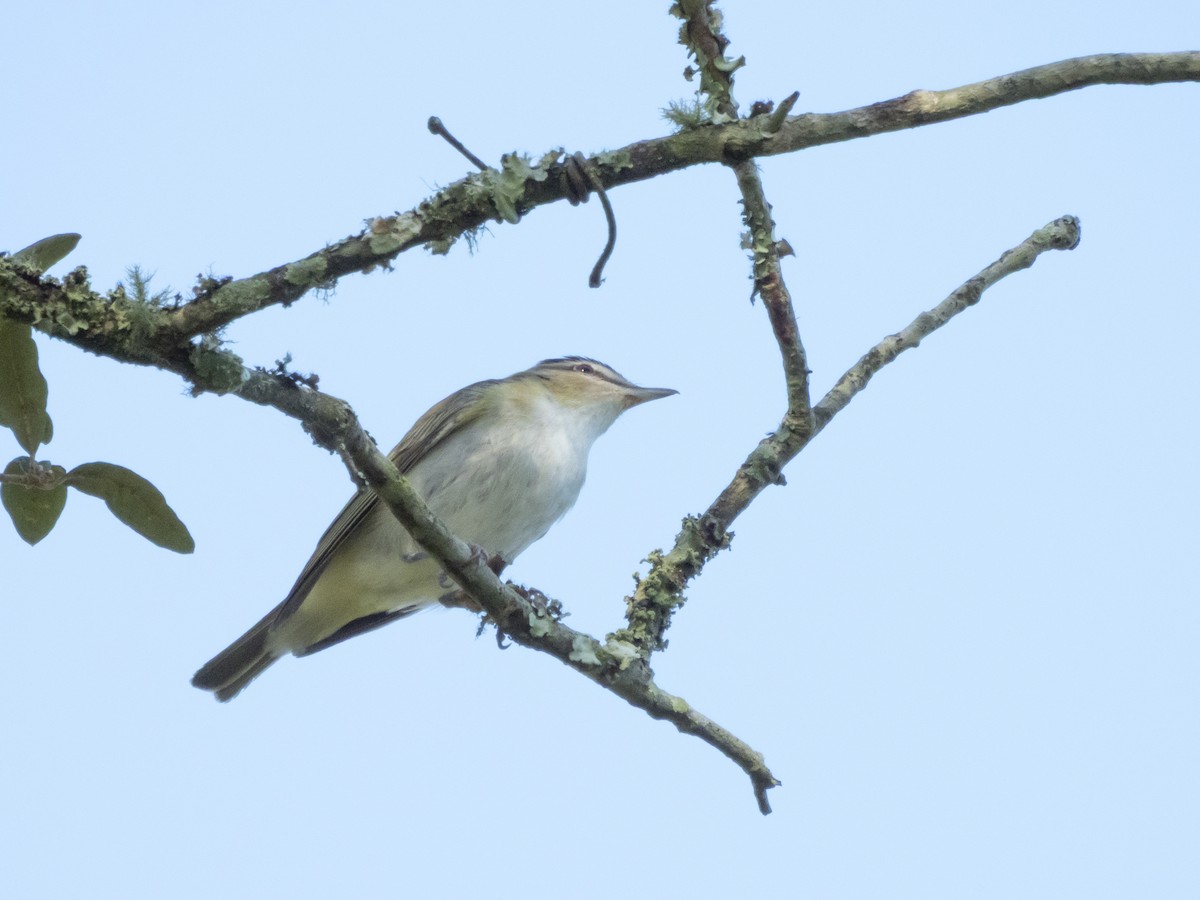 Vireo Ojirrojo - ML641291479