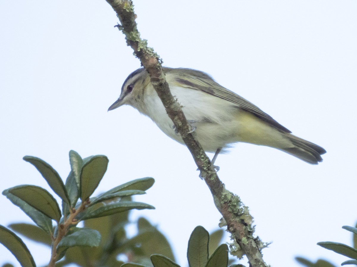 Vireo Ojirrojo - ML641291480