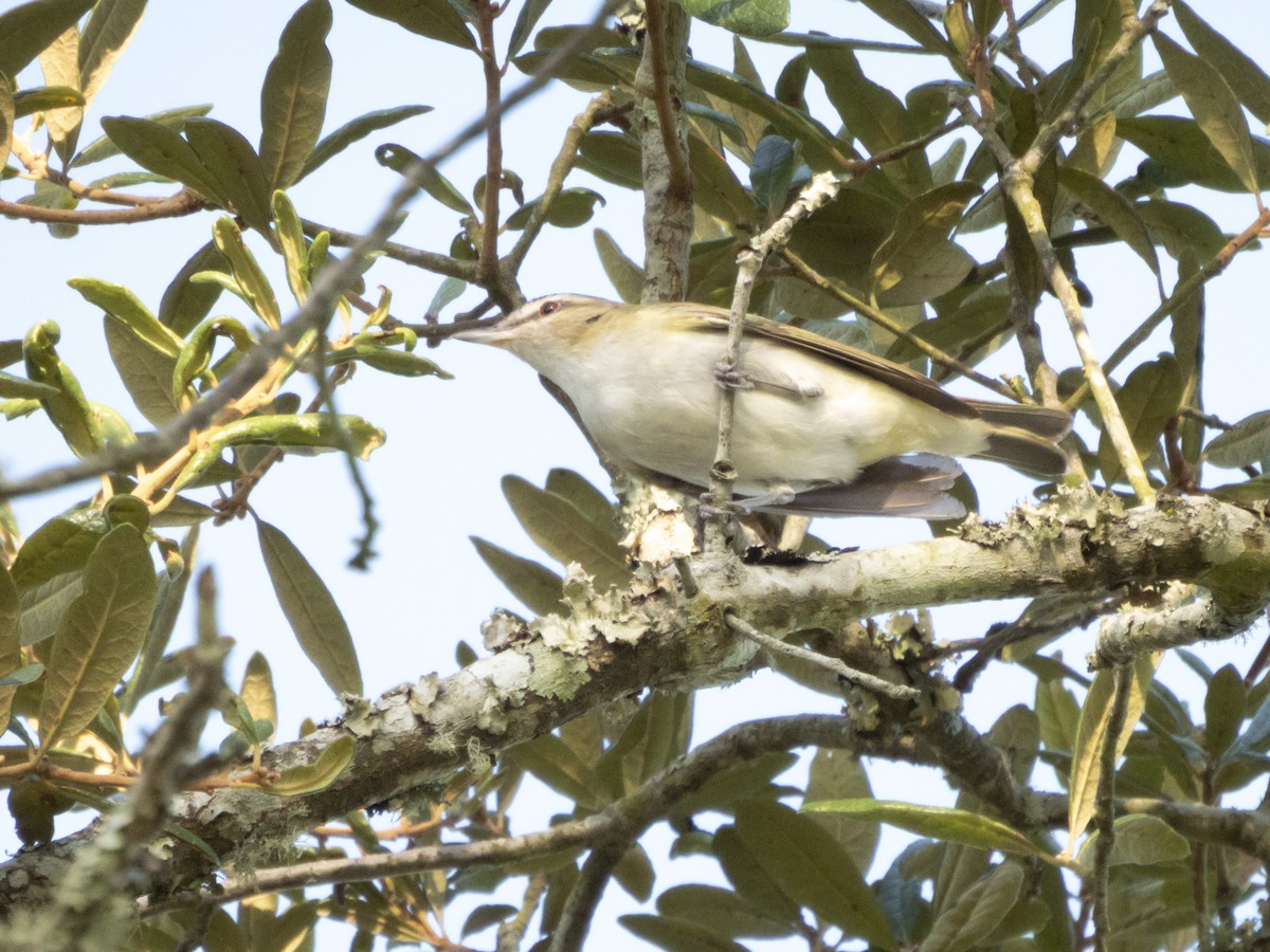 Vireo Ojirrojo - ML641291481