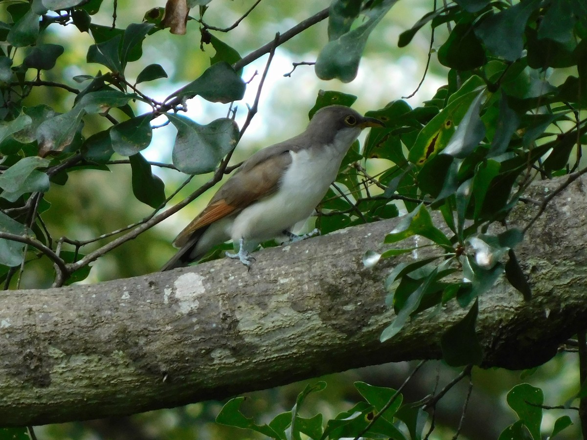 Yellow-billed Cuckoo - ML641291507