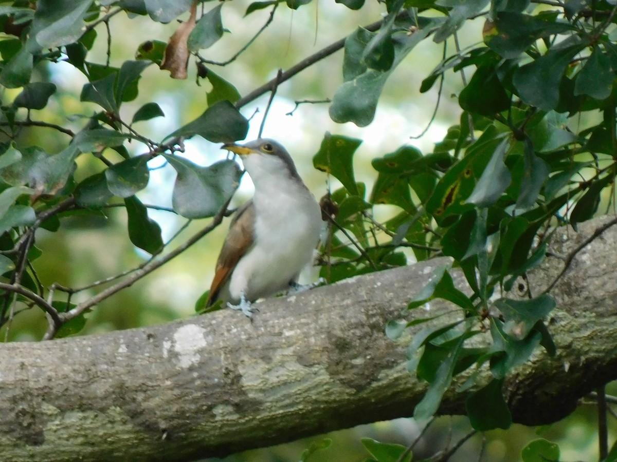 Yellow-billed Cuckoo - ML641291508