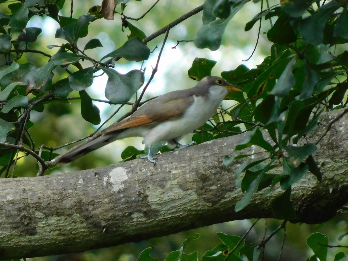 Yellow-billed Cuckoo - ML641291510