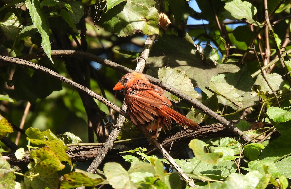 Northern Cardinal - ML641291520