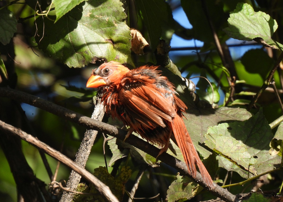 Northern Cardinal - ML641291521