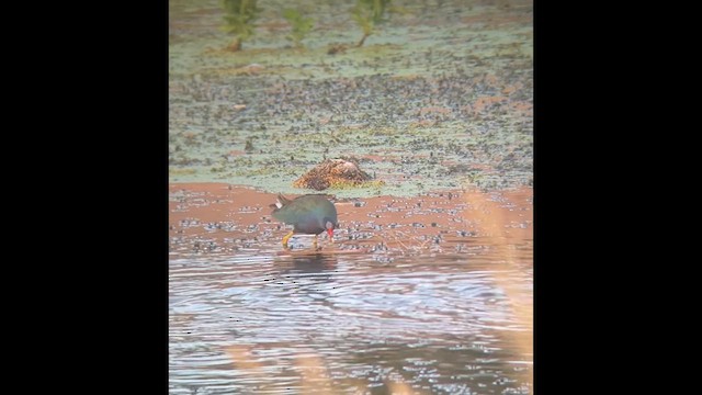 Purple Gallinule - ML641291522