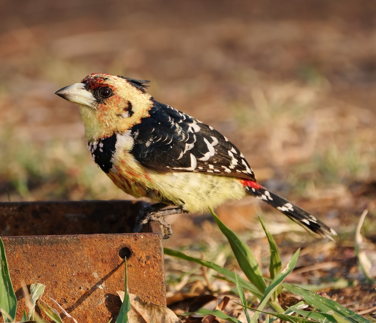 Haubenbartvogel - ML641291535