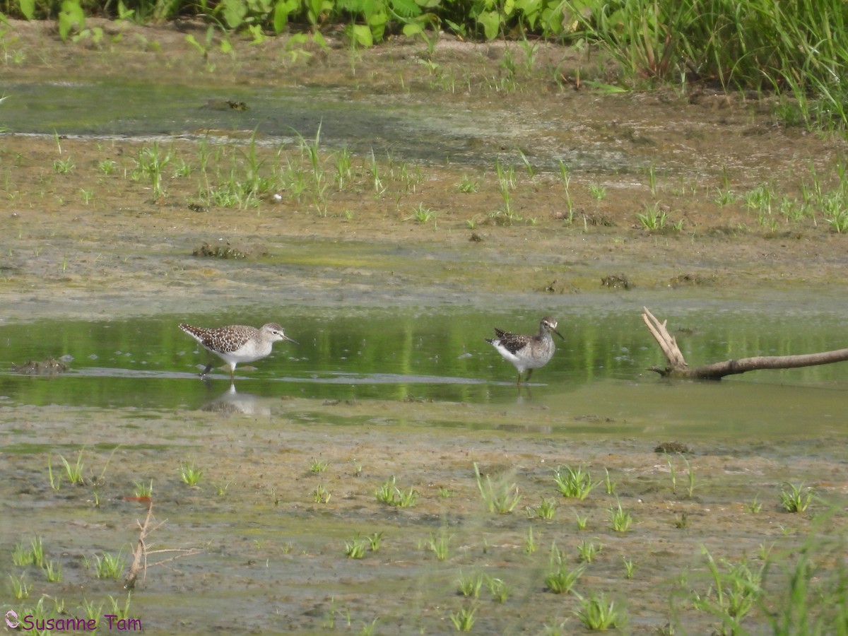 Bruchwasserläufer - ML641291536