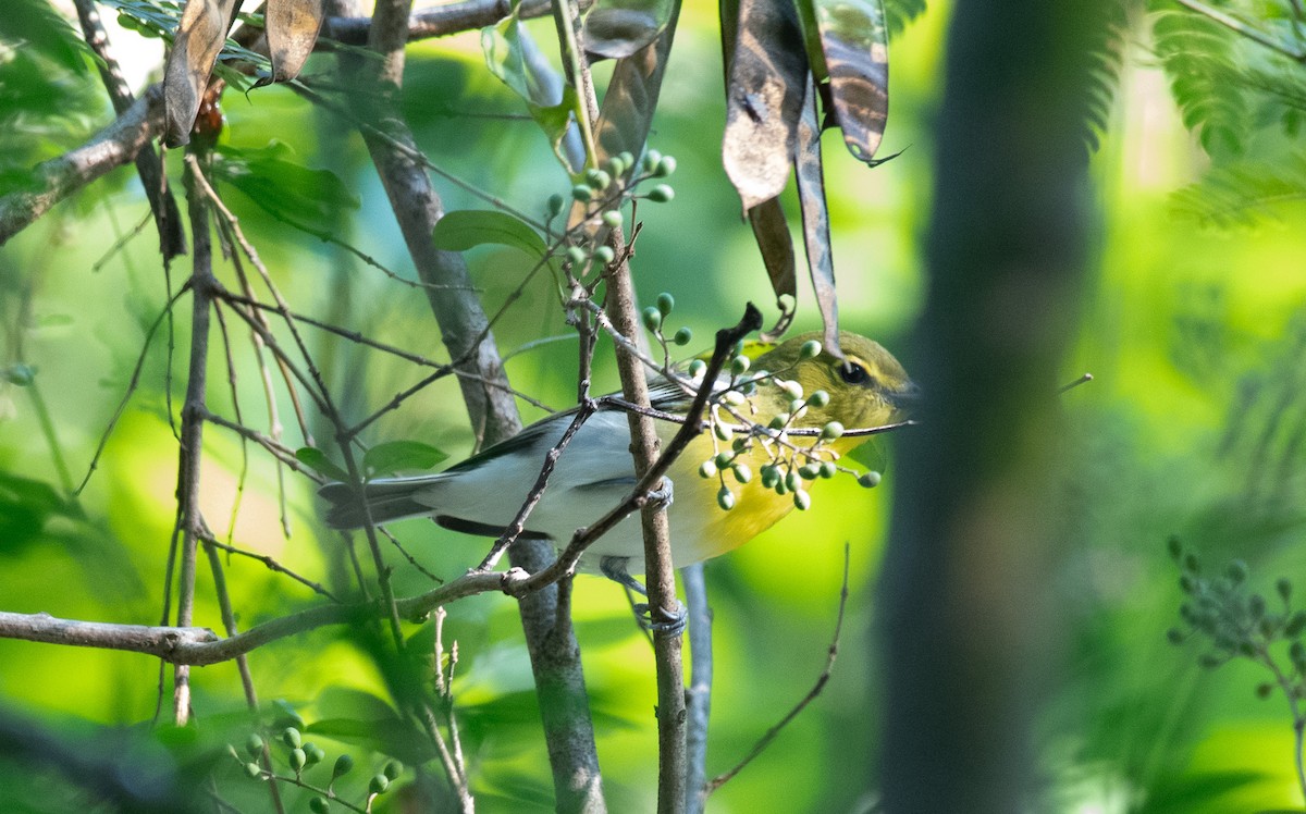 Yellow-throated Vireo - ML641291564