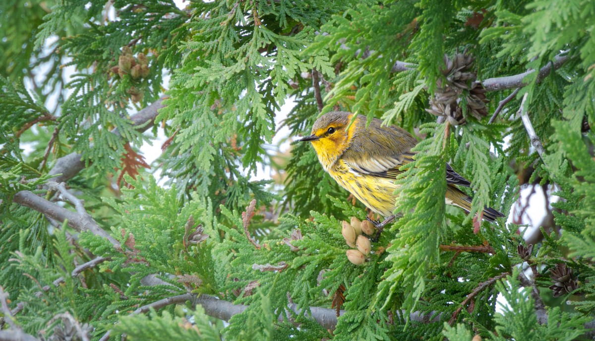 Cape May Warbler - ML641291571