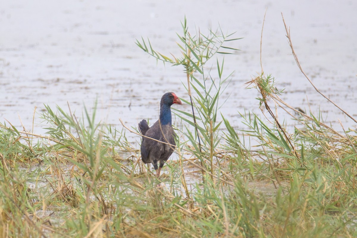 Western Swamphen - ML641291585
