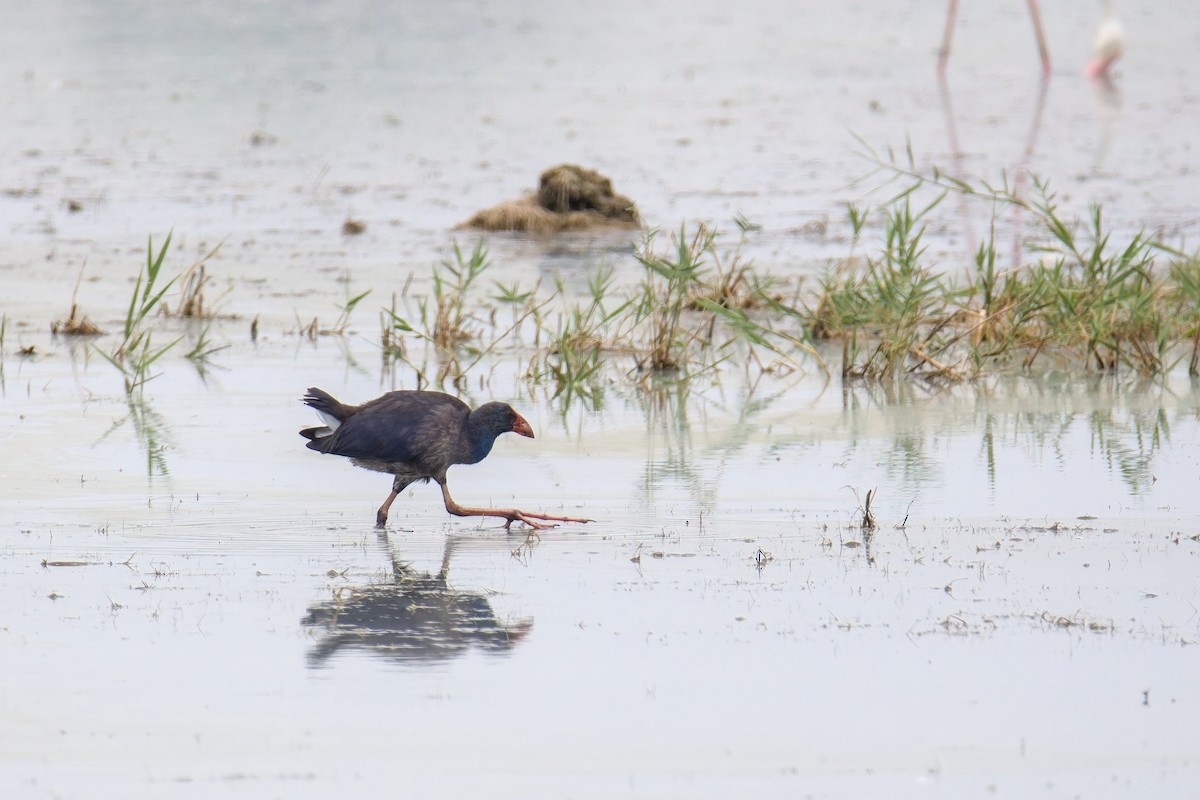 Western Swamphen - ML641291586