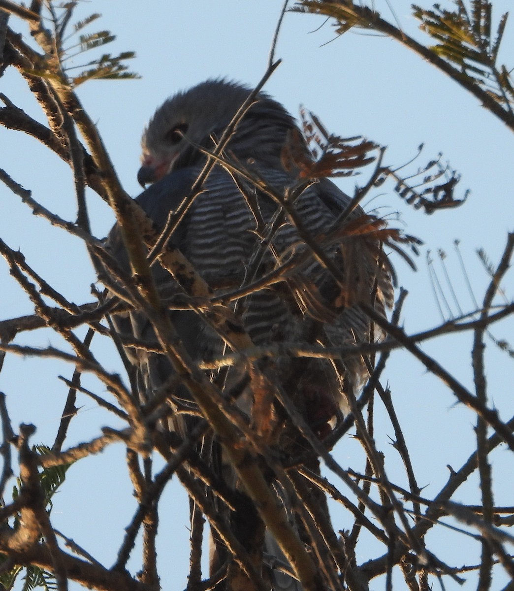 Lizard Buzzard - ML641291621