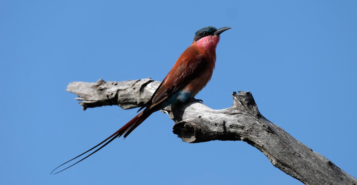 Southern Carmine Bee-eater - ML641291637