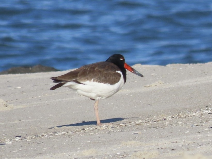 American Oystercatcher - Ruth Bergstrom