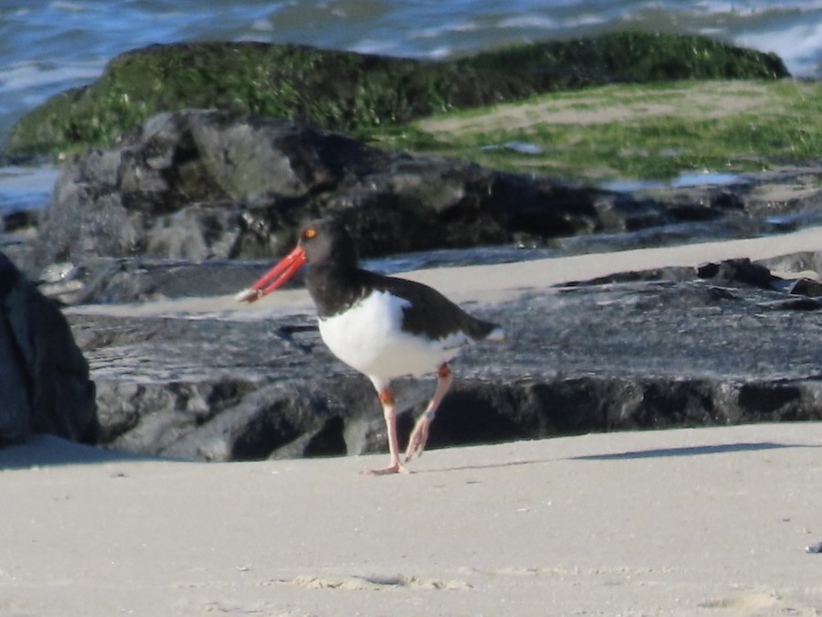 American Oystercatcher - Ruth Bergstrom