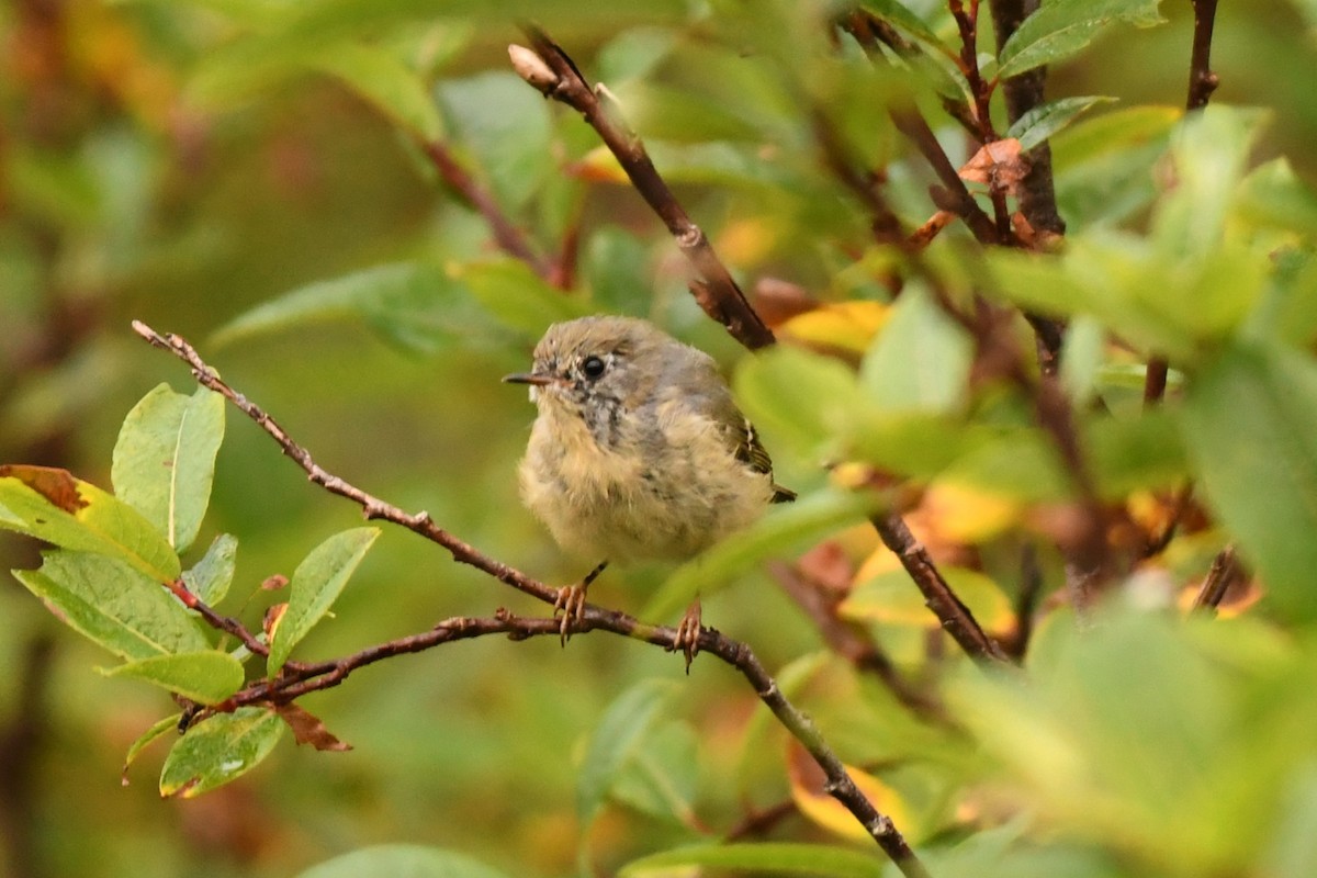 Rubingoldhähnchen - ML641291685